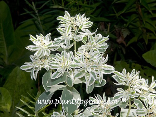 Snow on the Mountain (Euphorbia marginata)
The bright variegation brightens up a shaded spot in the garden.